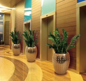 cho thuê cây kim tiền1