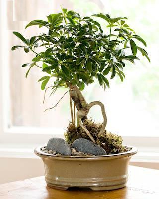 Những công dụng đặc biệt và cách trồng chăm sóc cây ngũ gia bì