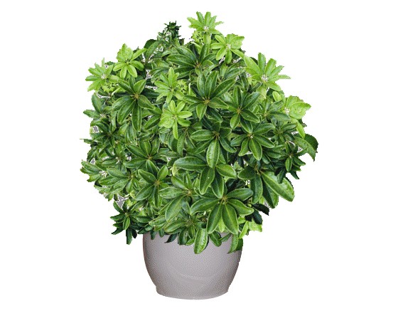 Những công dụng đặc biệt và cách trồng chăm sóc cây ngũ gia bì