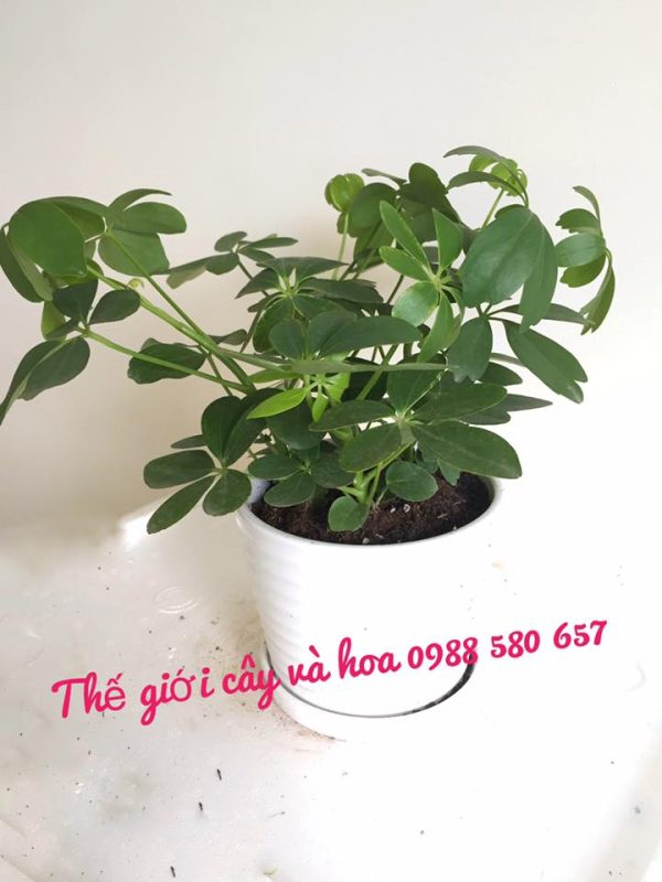 Cây ngũ gia bì để bàn