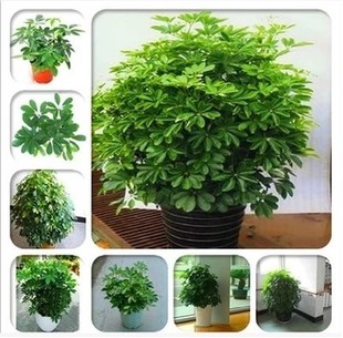 cay-ngu-gia-bi-nho-de-ban