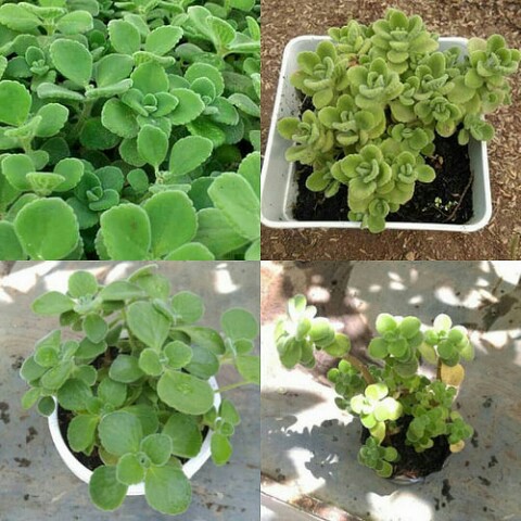 Cây nhất mạt hương thể hiện tình yêu vĩnh cửu