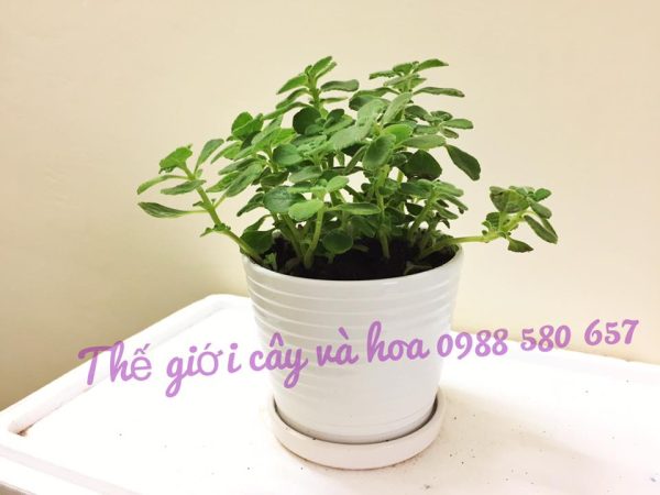 Cây nhất mạt hương