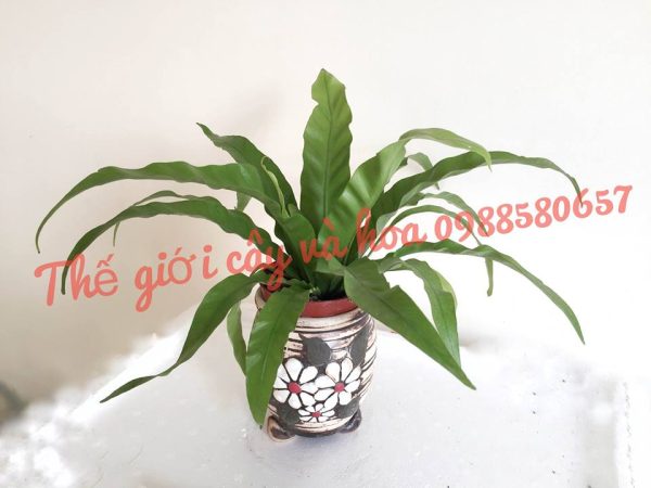 Cây tổ chim / ráng ổ phụng