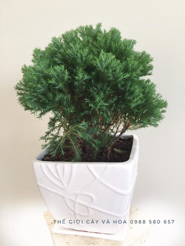 Cây tùng bồng lai để bàn