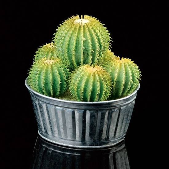 ý nghĩa cây xương rồng2