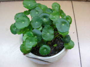 cỏ đồng tiền là cây gì4