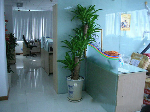 cho thuê cây thiết mộc lan 1