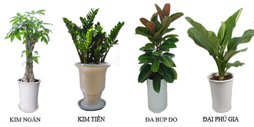 cho thuê cây cảnh3