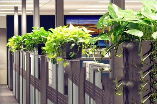 cho thuê cây cảnh4