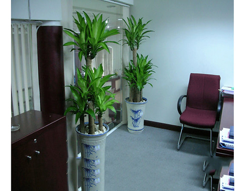 cho thuê cây cảnh5