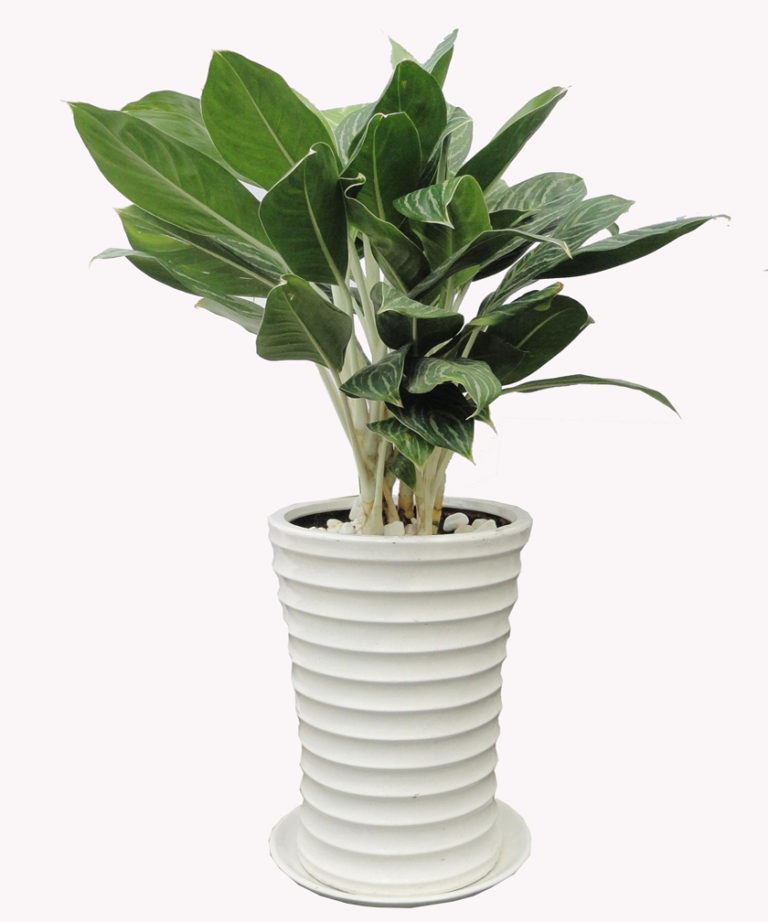 đặc điểm ý nghĩa cây bạch mã hoàng tử