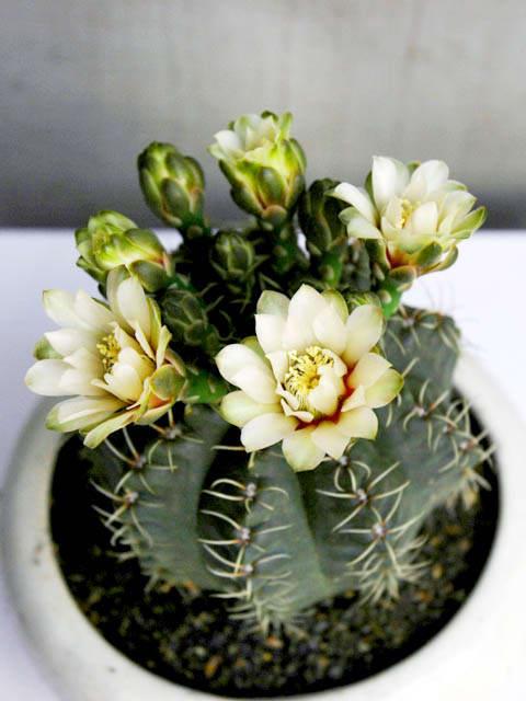 ý nghĩa cây xương rồng 5