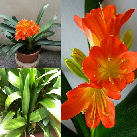 Cây Lan Quân Tử - loại hoa quý đẹp rực rỡ