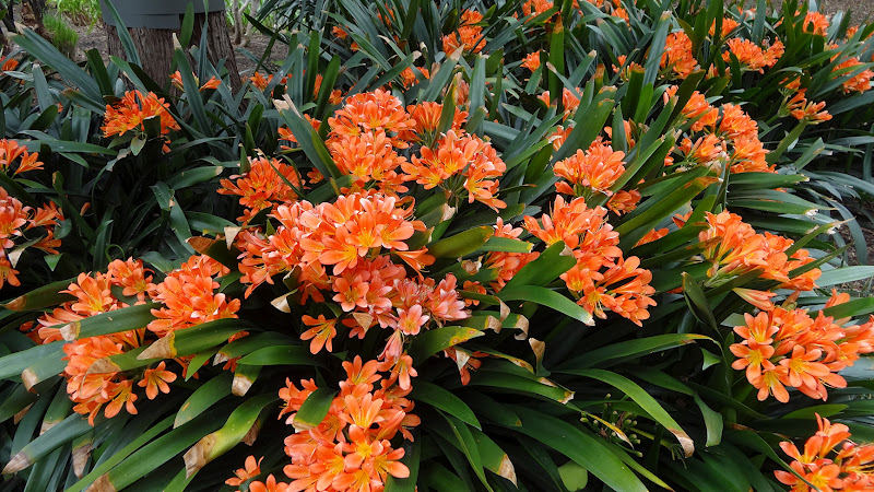 Cây Lan Quân Tử - loại hoa quý đẹp rực rỡ