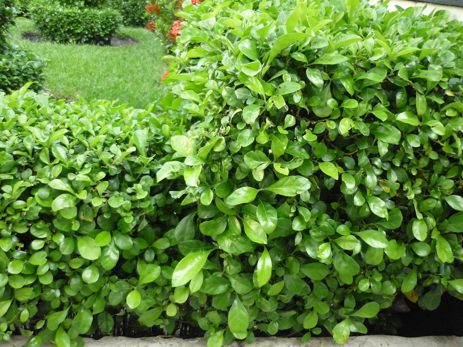 Hướng dẫn cách trồng và chăm sóc cây ắc ó