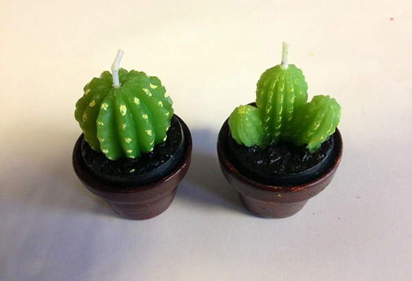 ý nghĩa cây xương rồng6