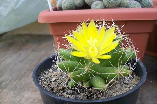 Xương rồng cầu vồng nải chuối