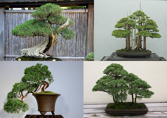 cây tùng bồng lai2