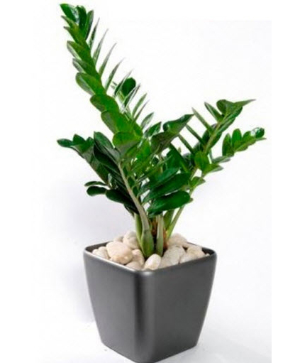 cho thuê cây kim tiền3