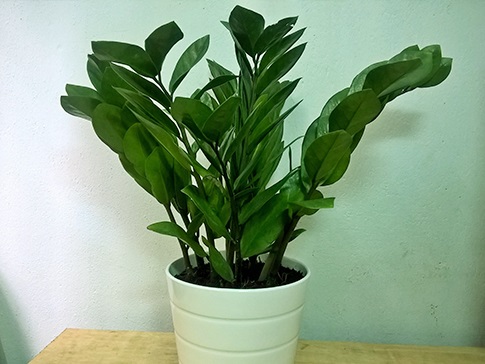 tac-dung-va-cach-cham-soc-cay-kim-tien-phat-tai-3