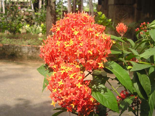 Tác dụng và cách trồng cây bông trang nở hoa tuyệt đẹp