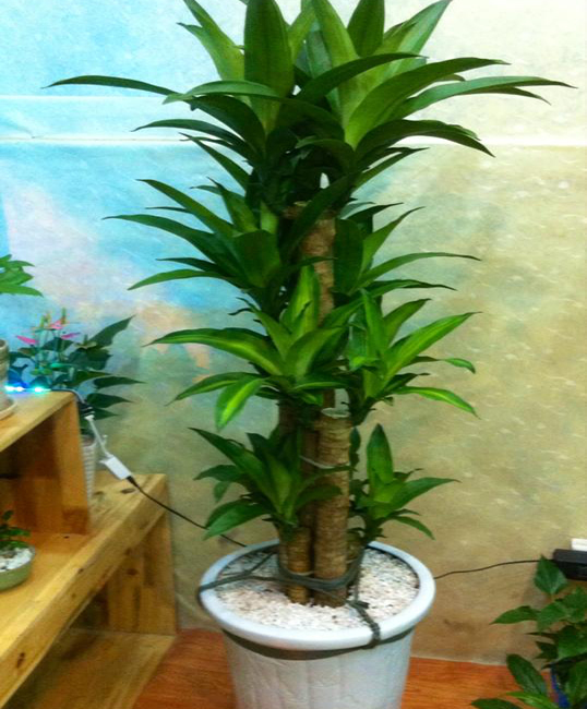 cho thuê cây thiết mộc lan3