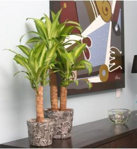 cho thuê cây thiết mộc lan6