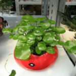 cỏ đồng tiền là cây gì10