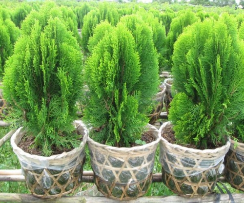 cây trắc bách điệp2