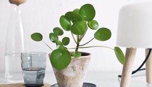 cỏ đồng tiền là cây gì5