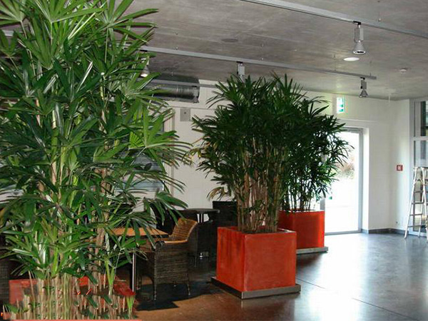 cây trúc mây đài loan