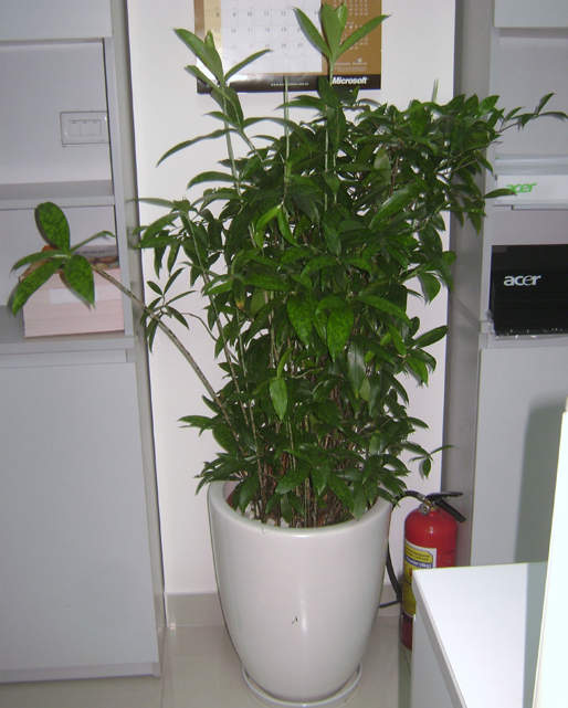 cho thuê cây trúc Nhật4