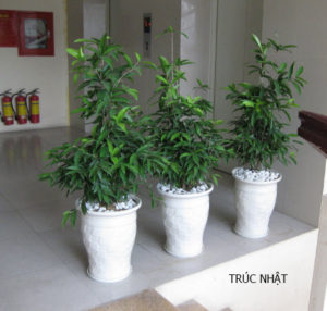 cây trúc mây Đài Loan2 TRÚC NHẬT