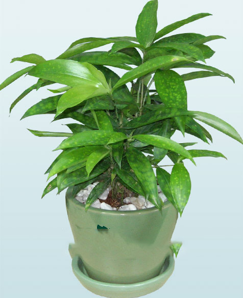 cho thuê cây trúc Nhật3