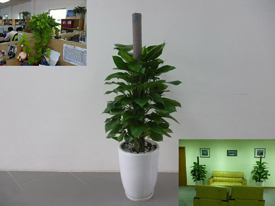 cho thuê cây vạn niên thanh cột2