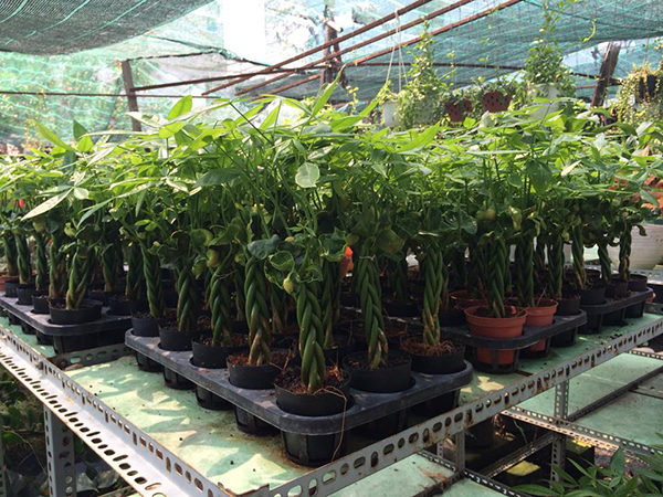 cho thuê cây kim ngân5