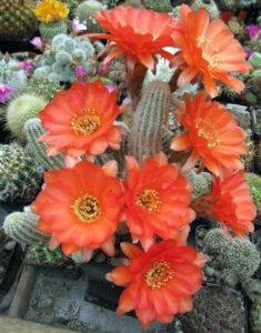 xc6b0c6a1ng-re1bb93ng_-121