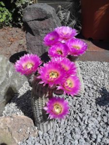 xc6b0c6a1ng-re1bb93ng_-217