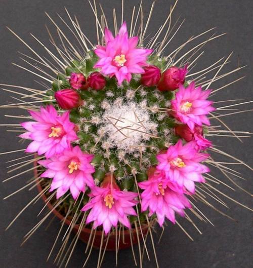 tên các loại xương rồng móc câu