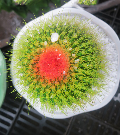 tên các loại xương rồng xương rồng bóng vàng