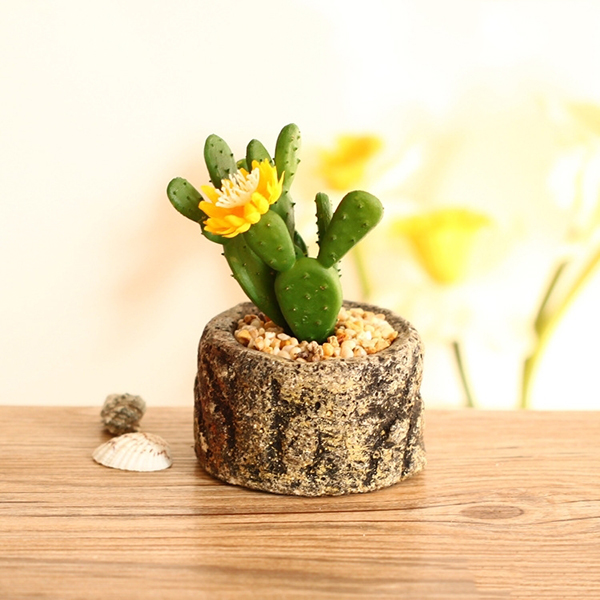 ý nghĩa cây xương rồng7