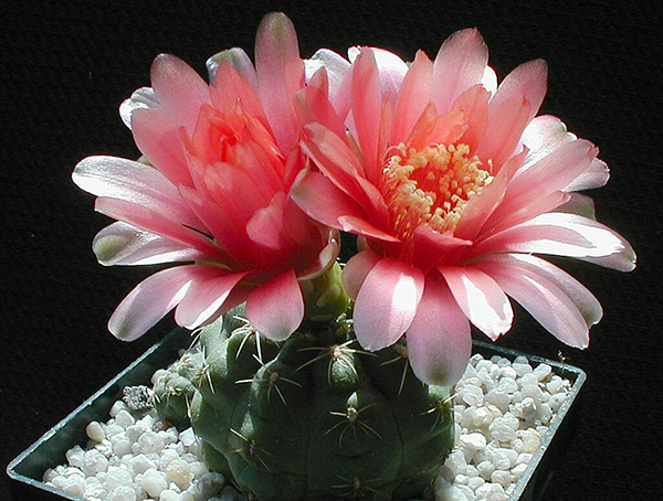 ý nghĩa cây xương rồng4