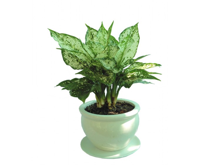 Ý nghĩa của cây ngọc ngân