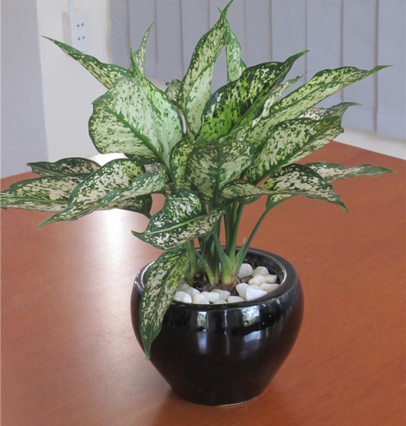 Ý nghĩa của cây ngọc ngân