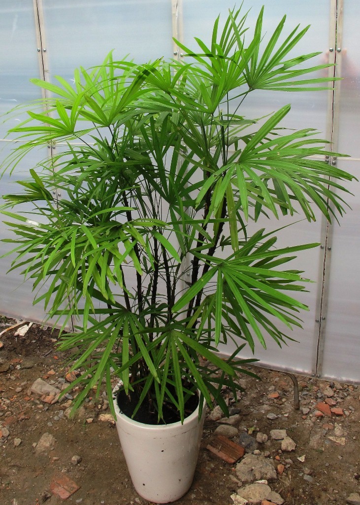 y-nghia-cay-truc-may