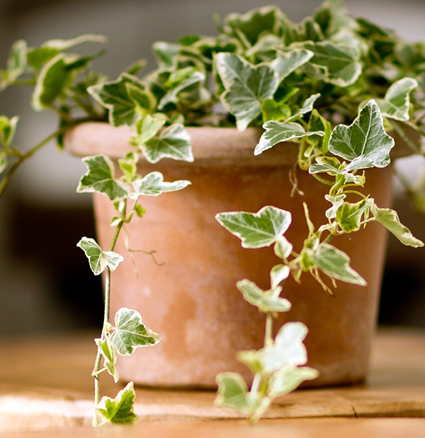 Tuổi con hổ, tuổi dần hợp với cây gì thuong-xuan