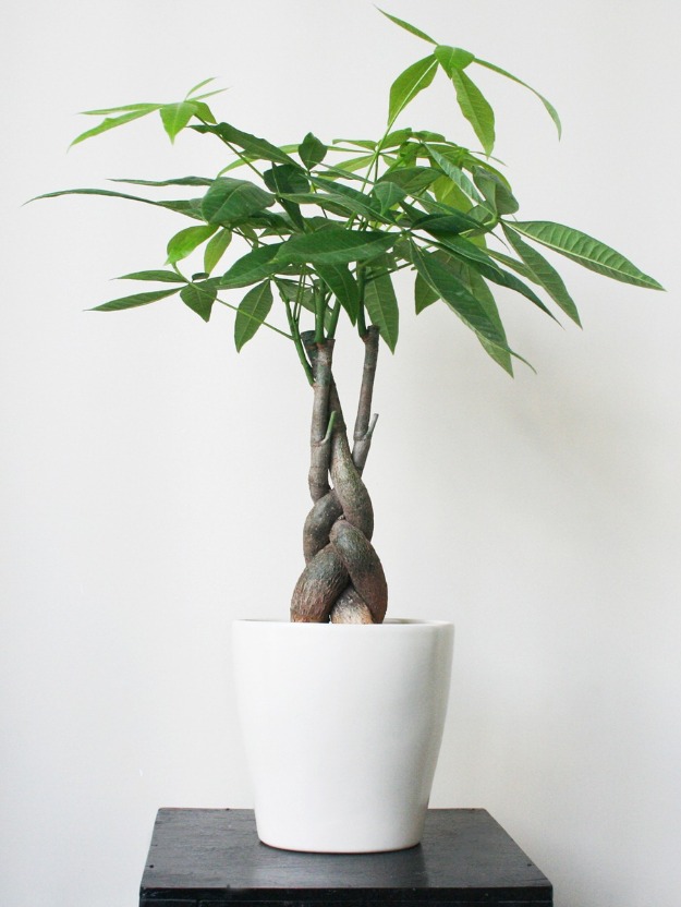 1357633314_470312912_1-Hinh-anh-ca--cayxanh-Cay-Kim-Ngan