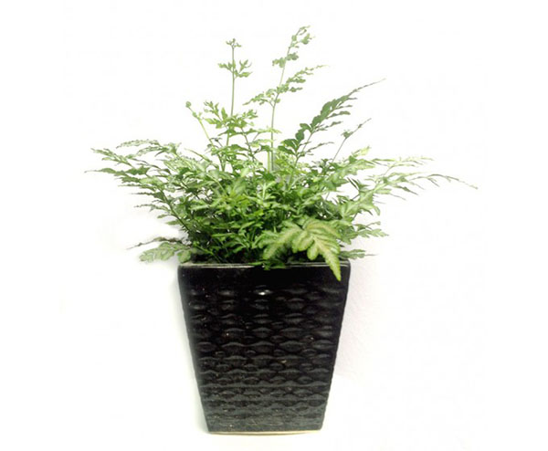 mệnh thủy hợp với cây gì dương xỉ 1