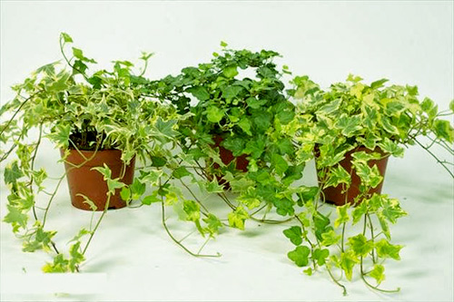 mệnh hỏa hợp với cây gì1